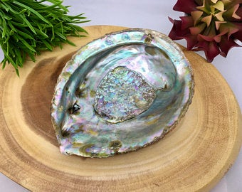 Abalone Shell Large Natural Paua Smudging Medicine Bowl