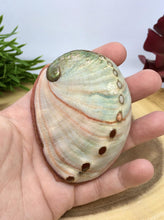 Load image into Gallery viewer, Abalone Shell Smudging Natural Small Sized Medicine Bowl
