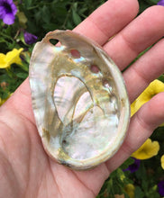 Load image into Gallery viewer, Abalone Shell Smudging Natural Small Sized Medicine Bowl
